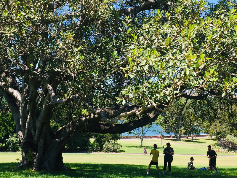 Royal Botanic Garden-Scarlett Hayes