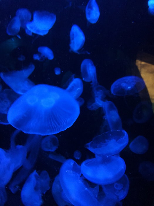 SEA LIFE Sydney Aquarium-Elizabeth Cox