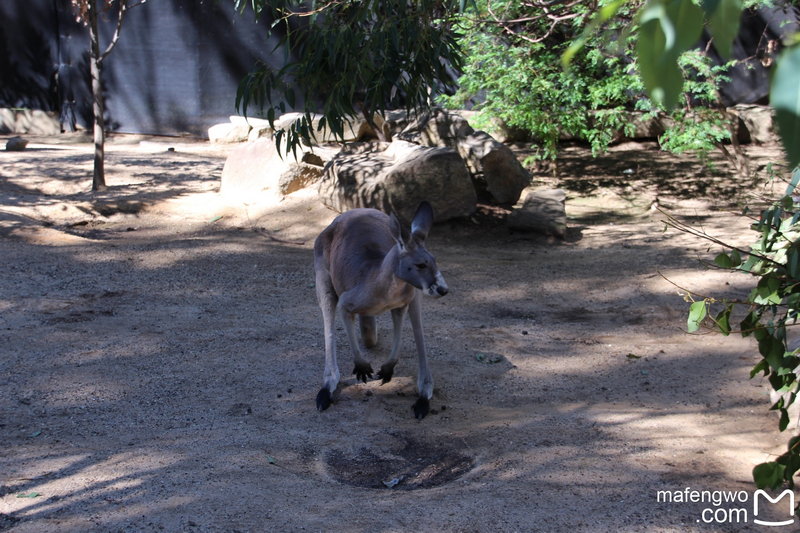 Taronga Zoo-Wolf Stormlight