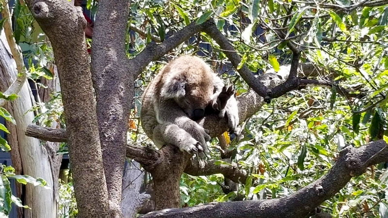 Taronga Zoo-Storm Nighthollow
