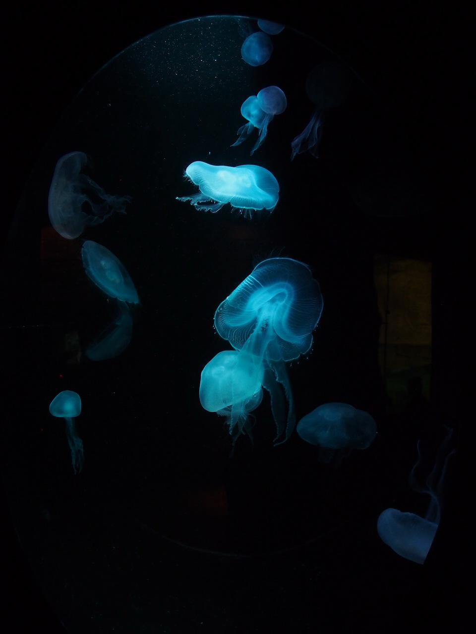 SEA LIFE Sydney Aquarium-Matthew Turner