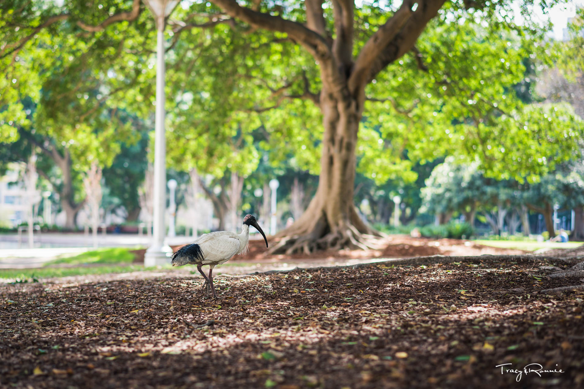 Hyde Park-Elijah Torres