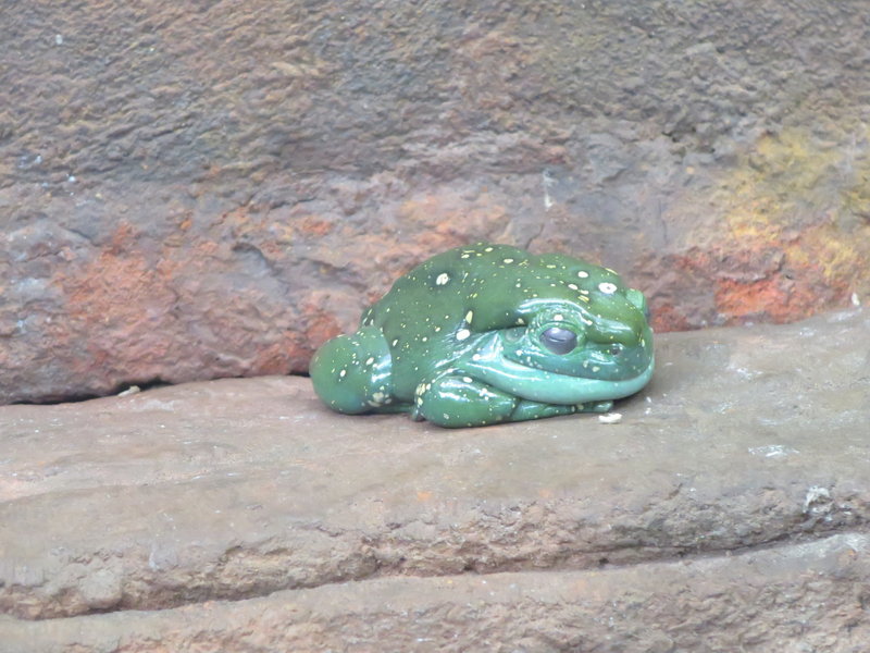WILD LIFE Sydney Zoo-Natalie Carter