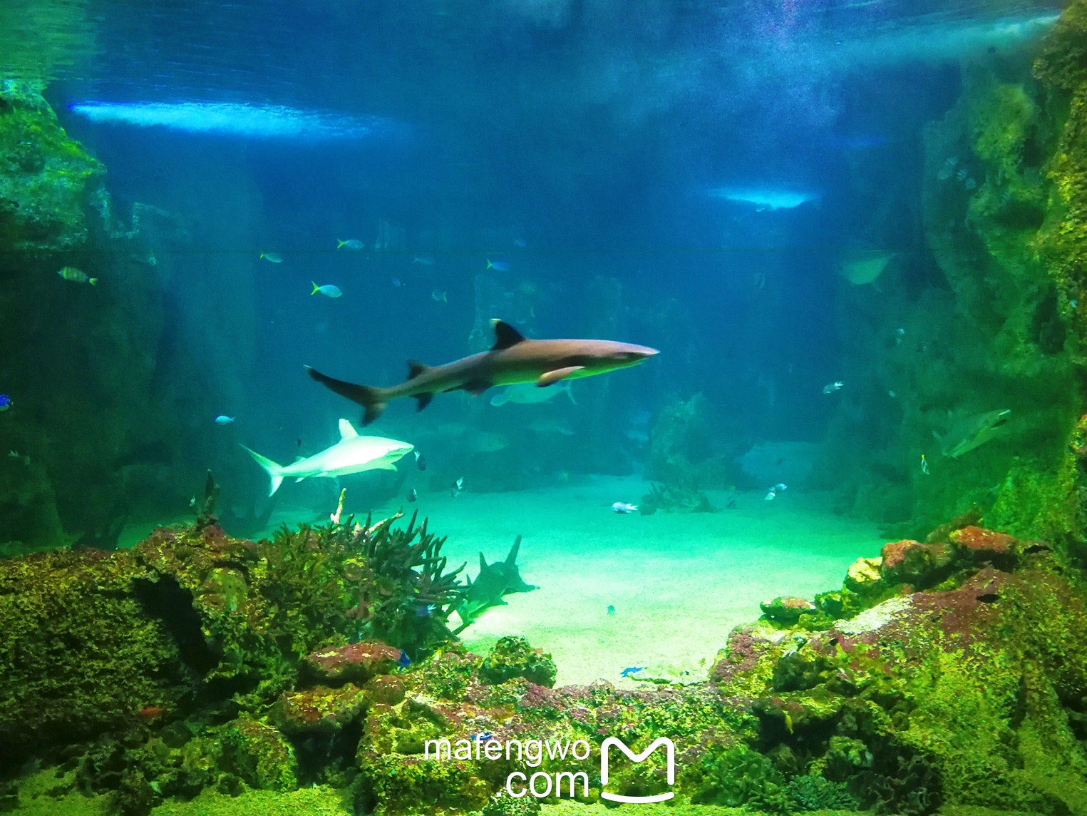 SEA LIFE Sydney Aquarium-Ava Martinez
