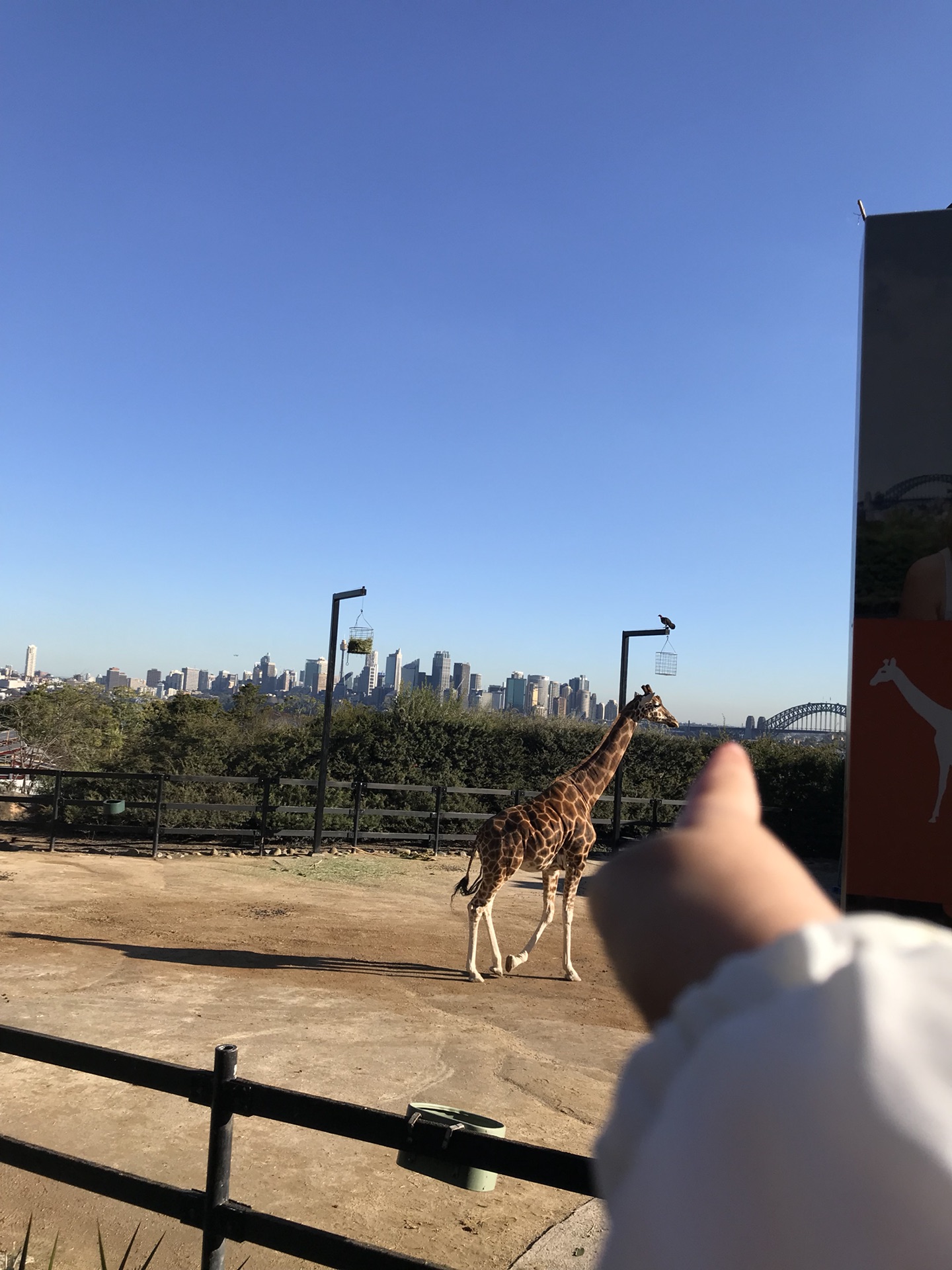 Taronga Zoo-Wolf Dawnspire