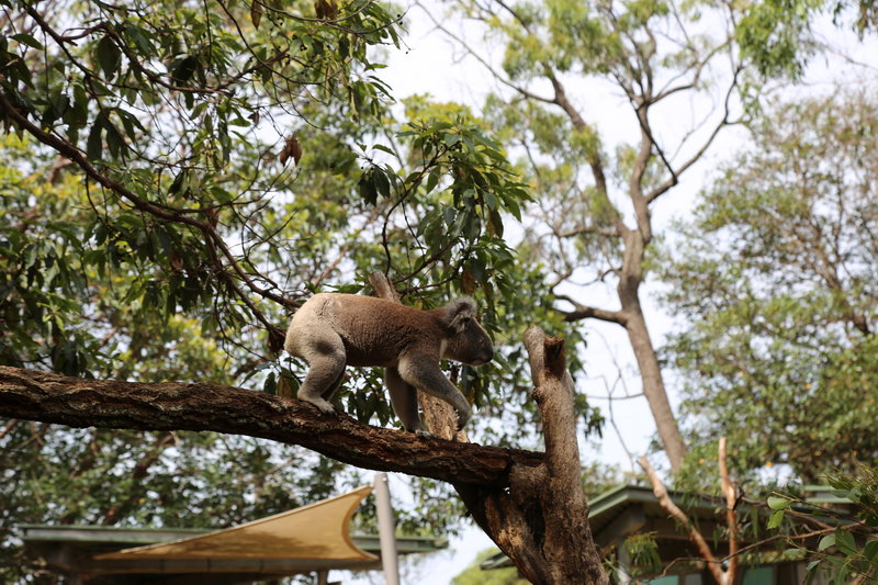 Taronga Zoo-Drake Moonfall
