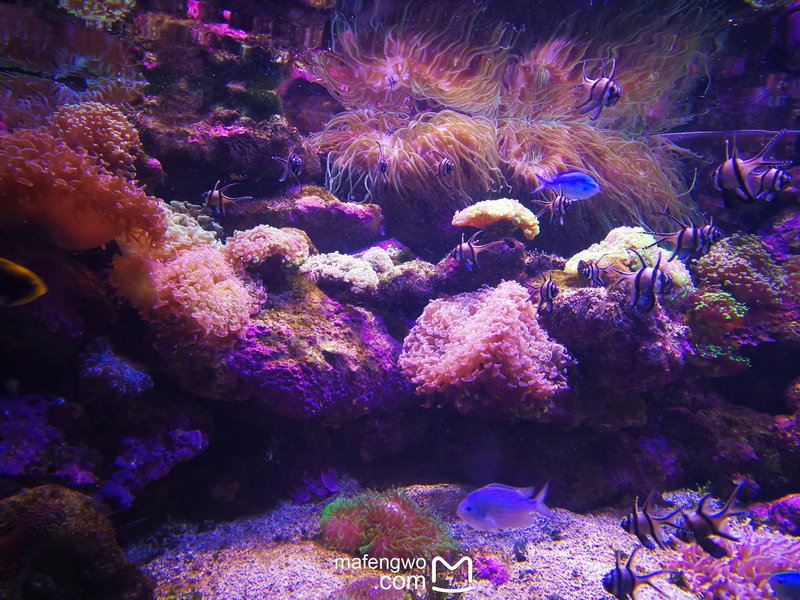 SEA LIFE Sydney Aquarium-Ava Martinez