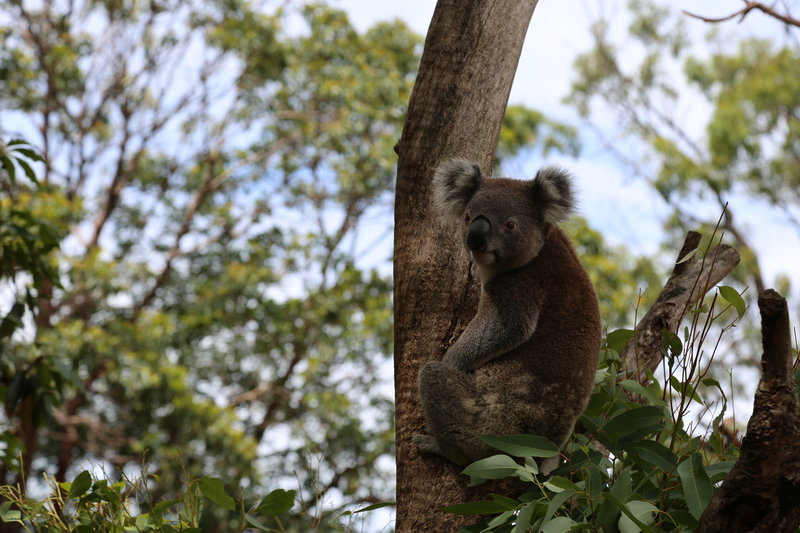 Taronga Zoo-Drake Moonfall