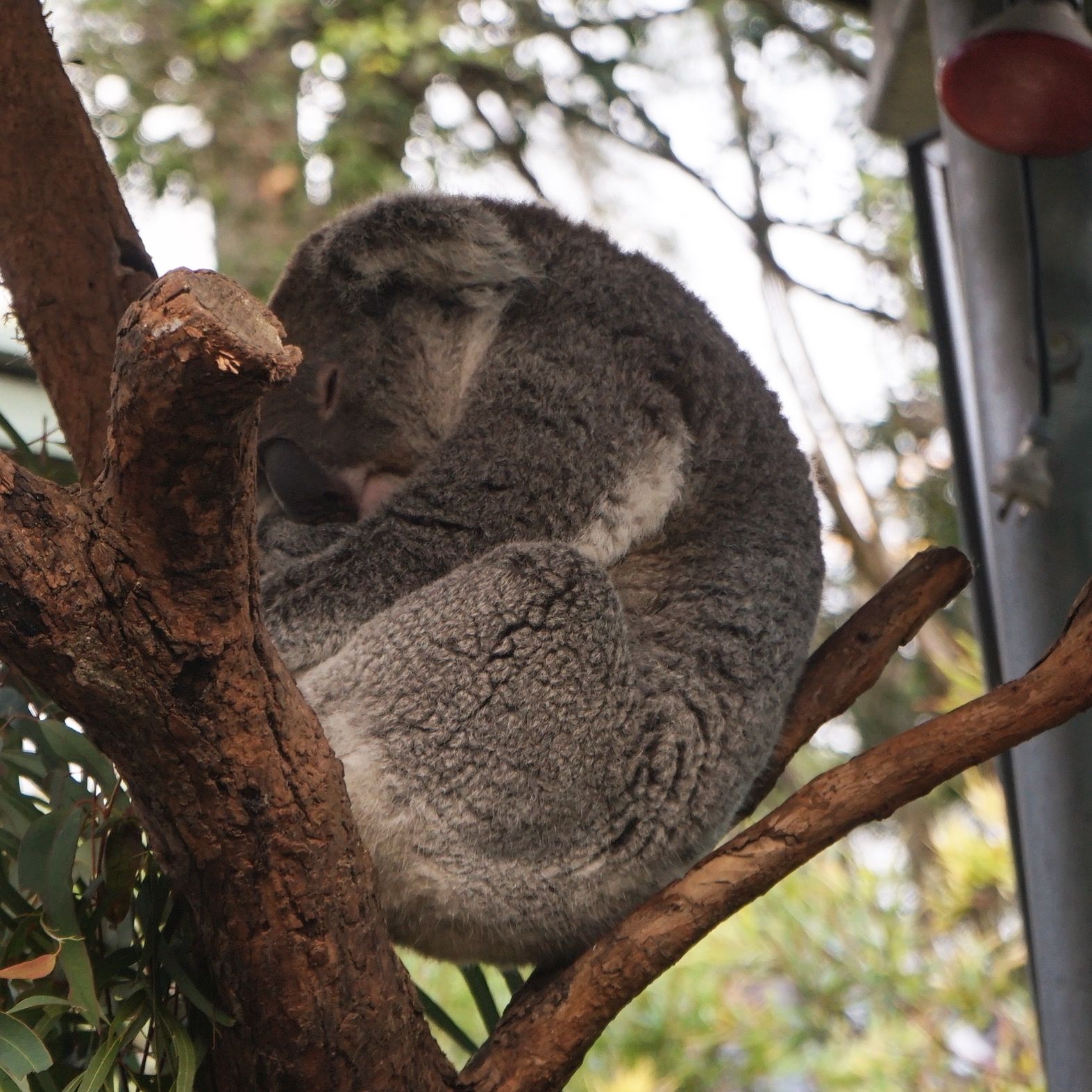Taronga Zoo-Aurora Starhaven
