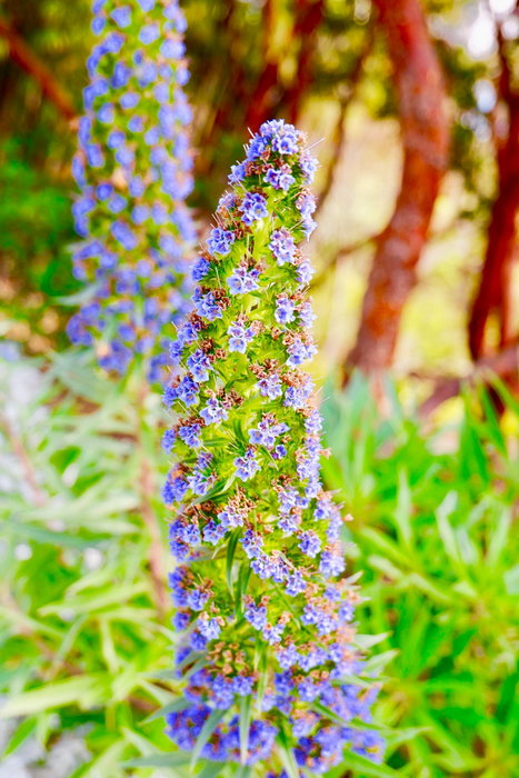 Royal Botanic Garden-Victoria Reed