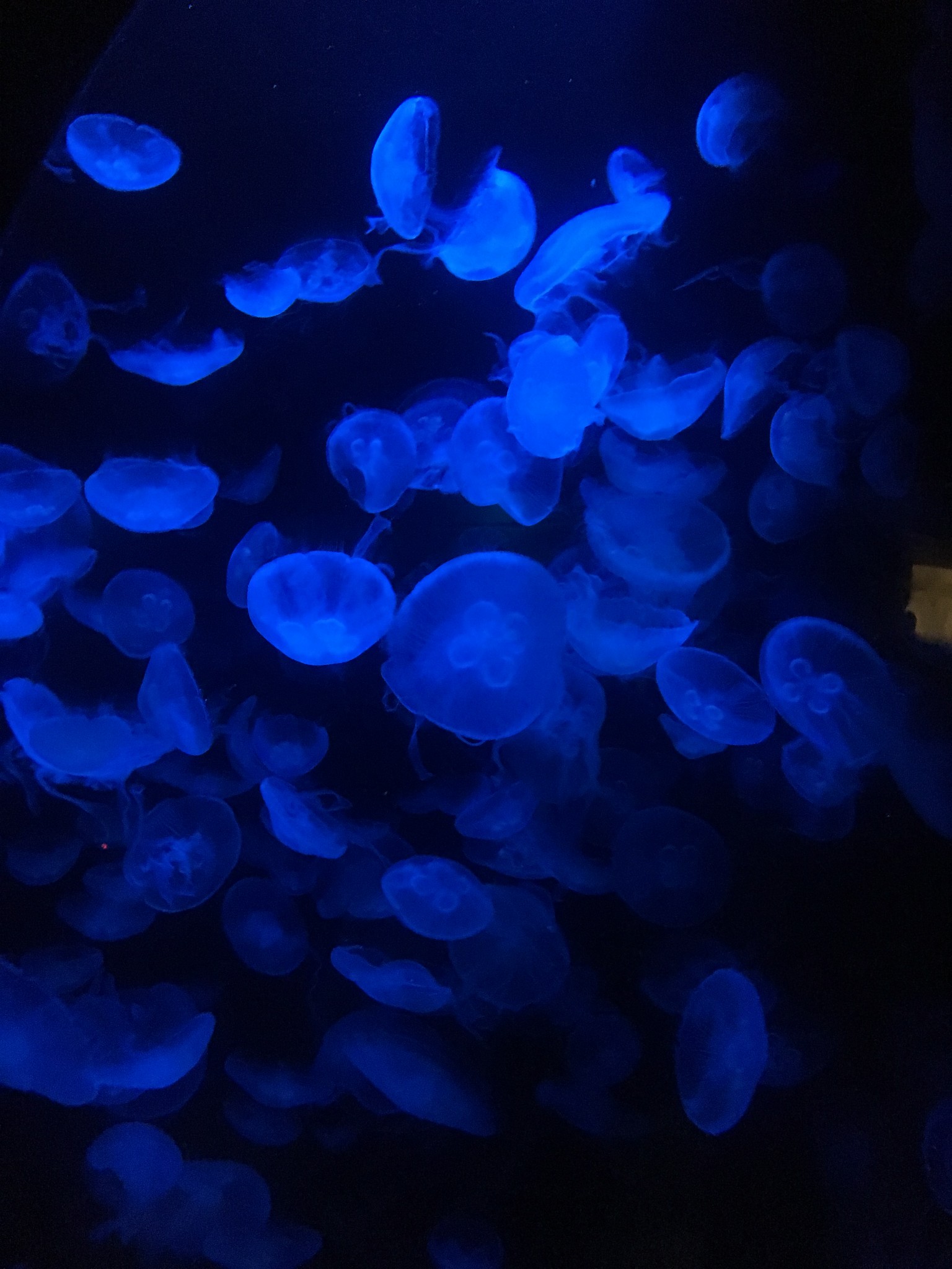 SEA LIFE Sydney Aquarium-Noah Taylor