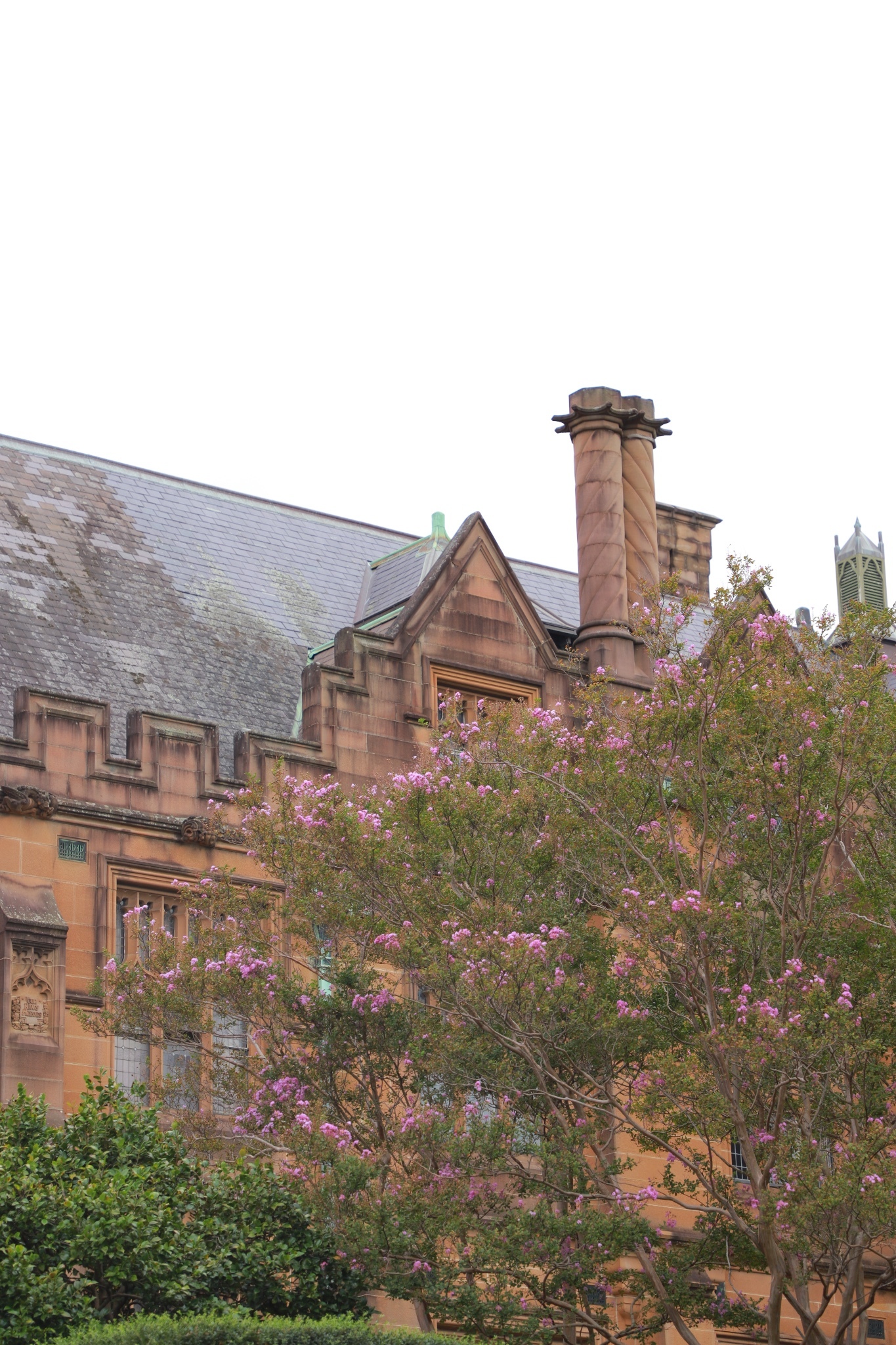 Sydney Uni-Sage Moonlight