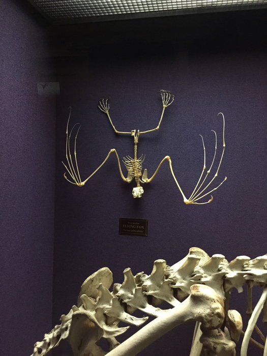 Australian Museum-Jade Bishop