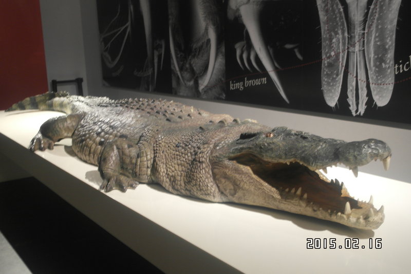 Australian Museum-Theodore Morgan