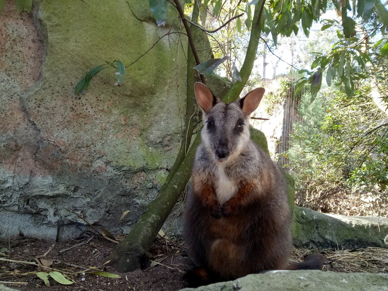 Taronga Zoo-Kai Dawnhaven
