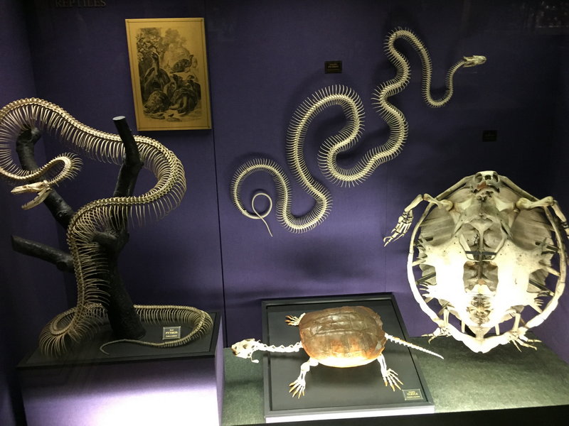Australian Museum-Jade Bishop