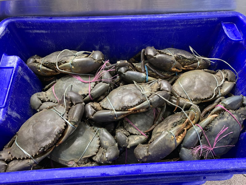 Sydney Fish Market-Abigail Woods