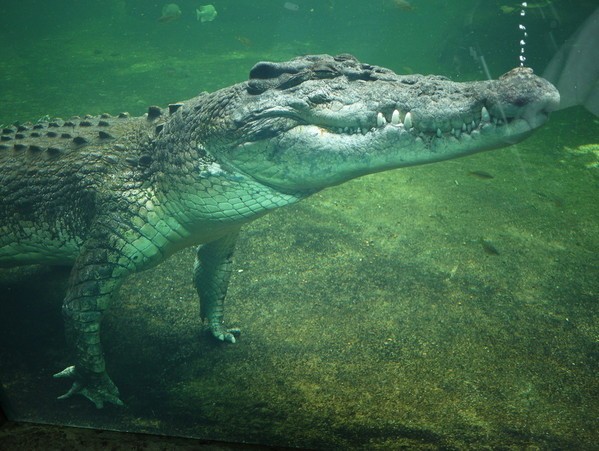 WILD LIFE Sydney Zoo-Chase Sullivan