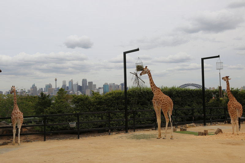 Taronga Zoo-Drake Moonfall