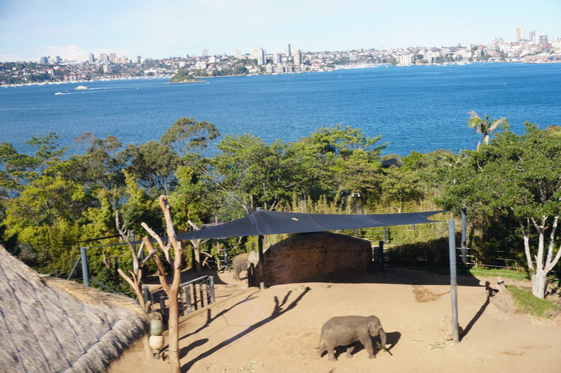 Taronga Zoo-Raven Brightvale
