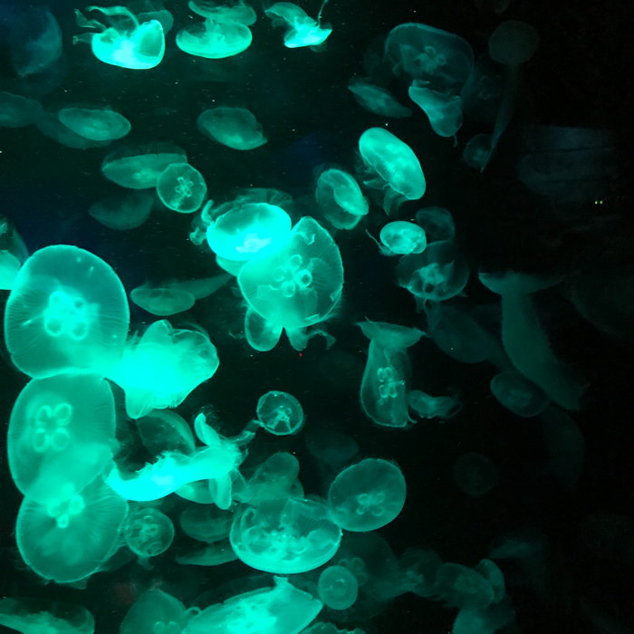 SEA LIFE Sydney Aquarium-Scarlett Rogers