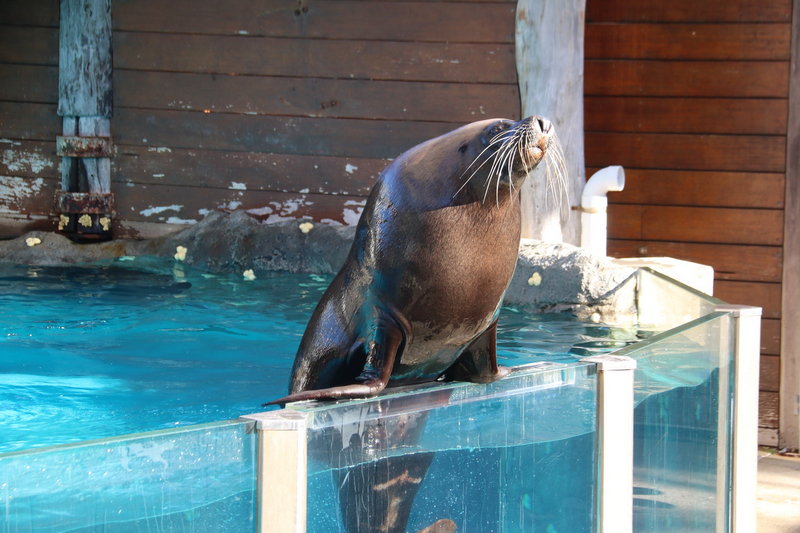 Taronga Zoo-Orion Starfall