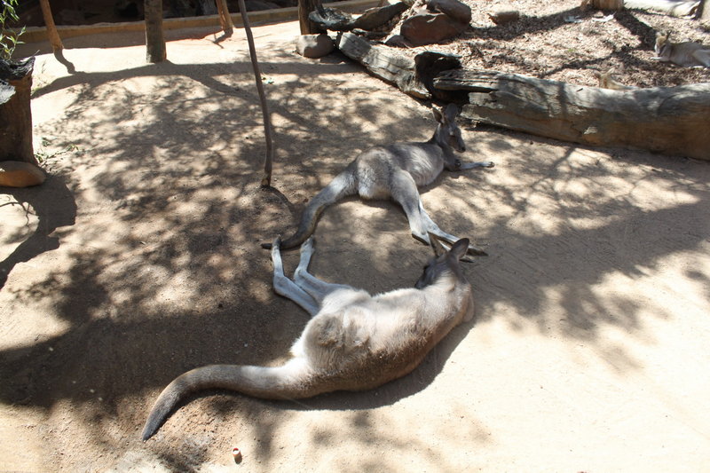 WILD LIFE Sydney Zoo-Lydia Wright