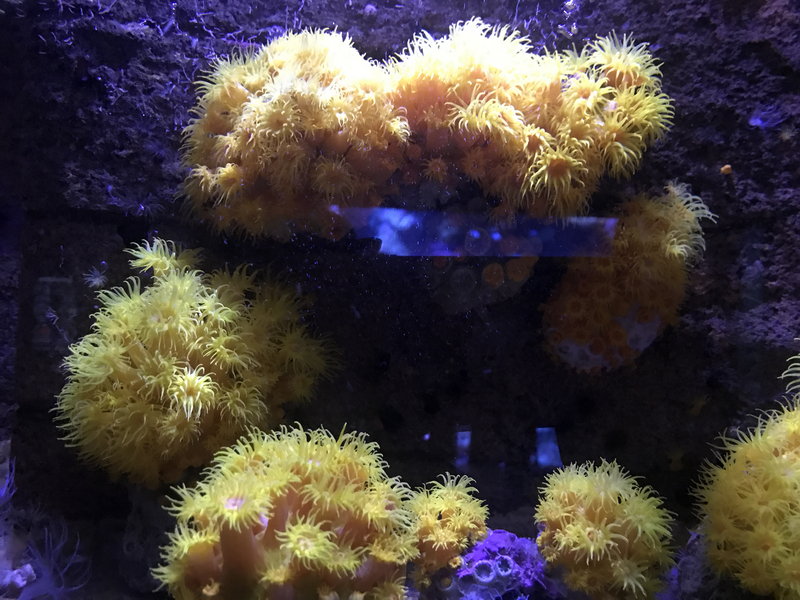 SEA LIFE Sydney Aquarium-Theodore Green