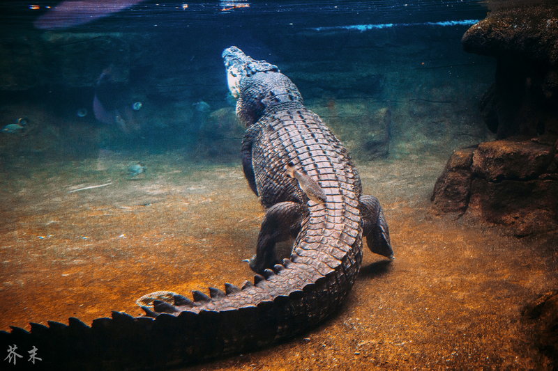 WILD LIFE Sydney Zoo-Adam Hughes