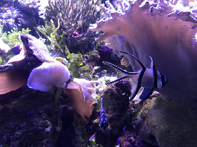 SEA LIFE Sydney Aquarium-Theodore Green