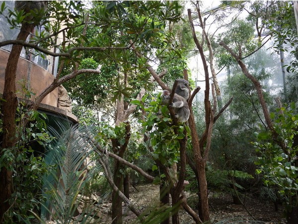 WILD LIFE Sydney Zoo-Chase Sullivan