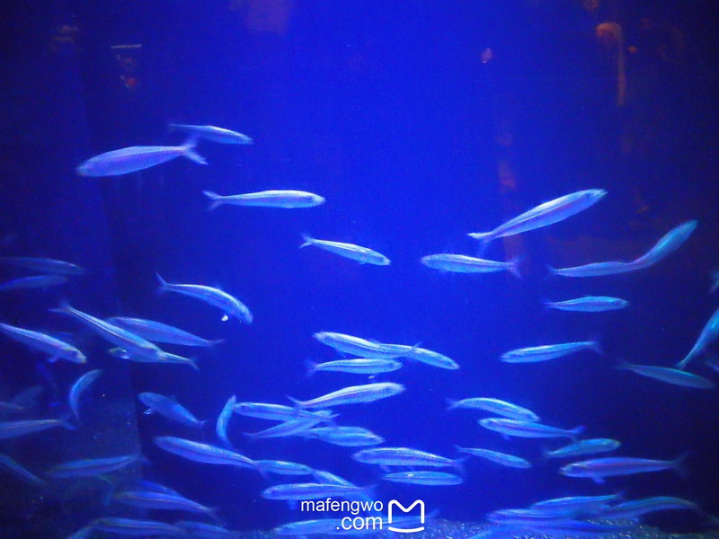 SEA LIFE Sydney Aquarium-Ava Martinez