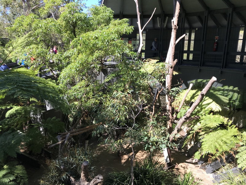 Taronga Zoo-Luna Stormhaven