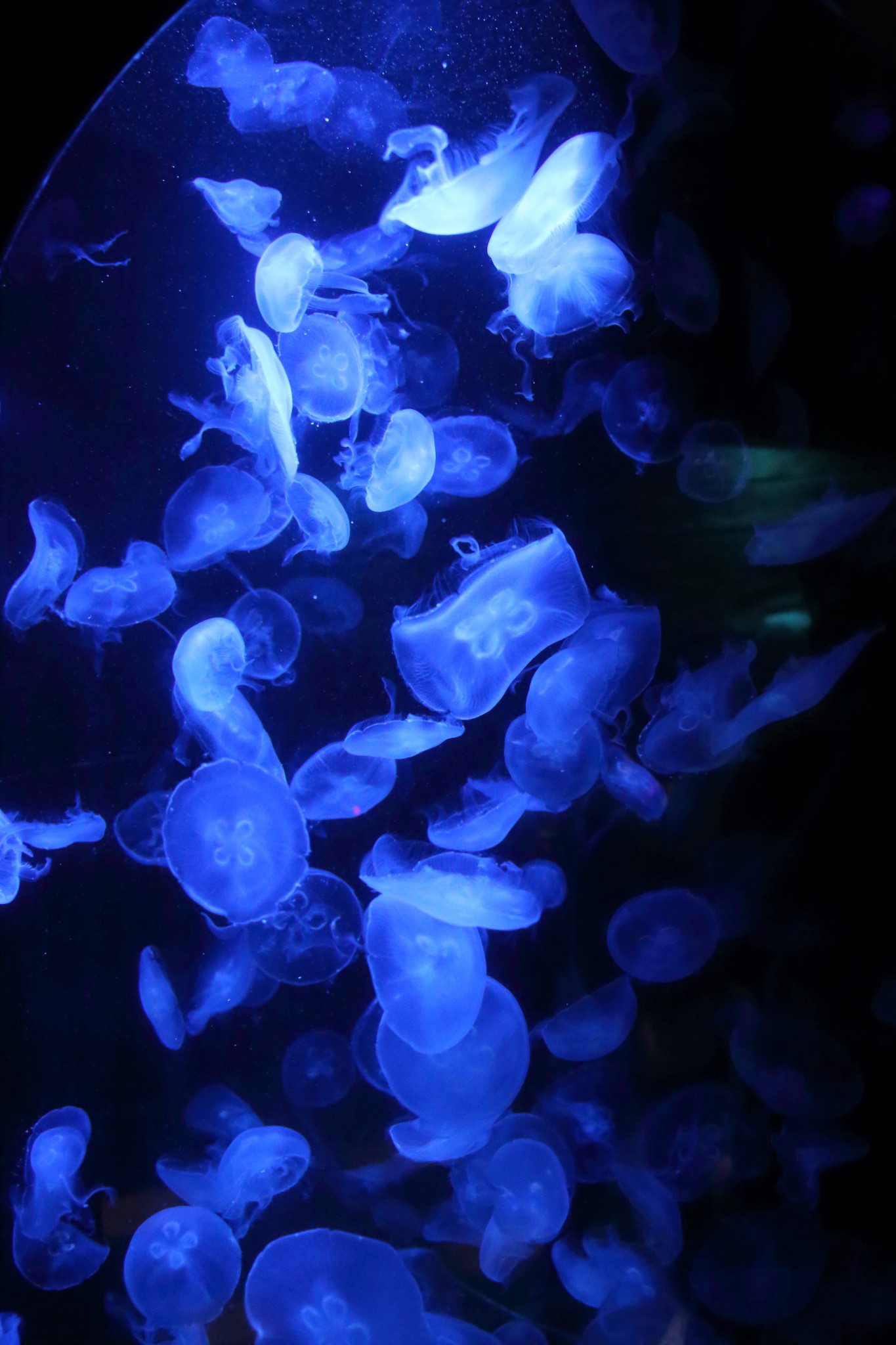 SEA LIFE Sydney Aquarium-Samuel Collins