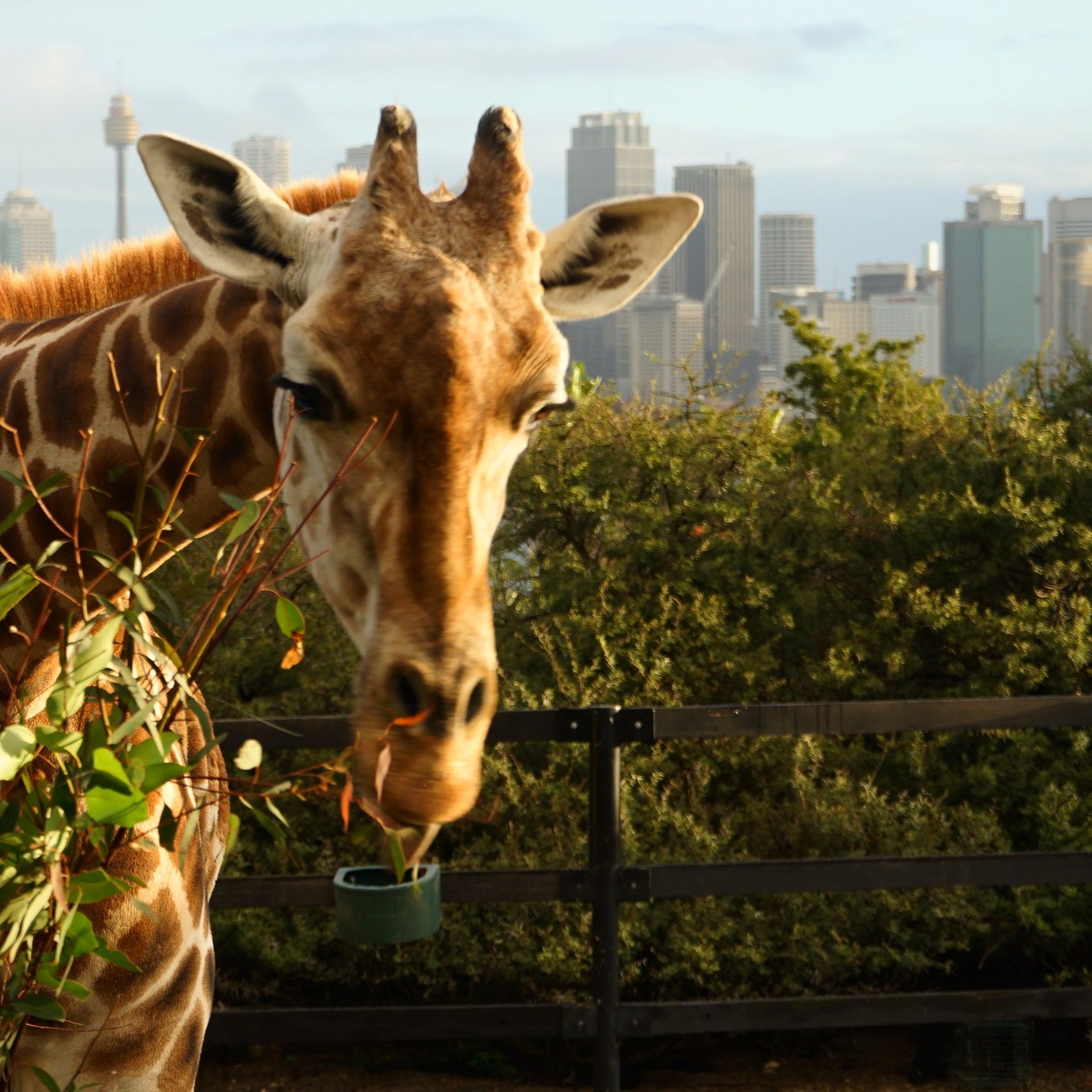 Taronga Zoo-Aurora Starhaven