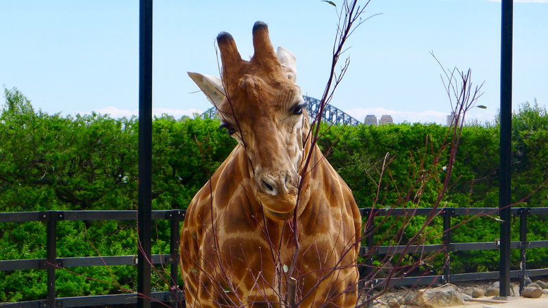 Taronga Zoo-Willow Stormvale