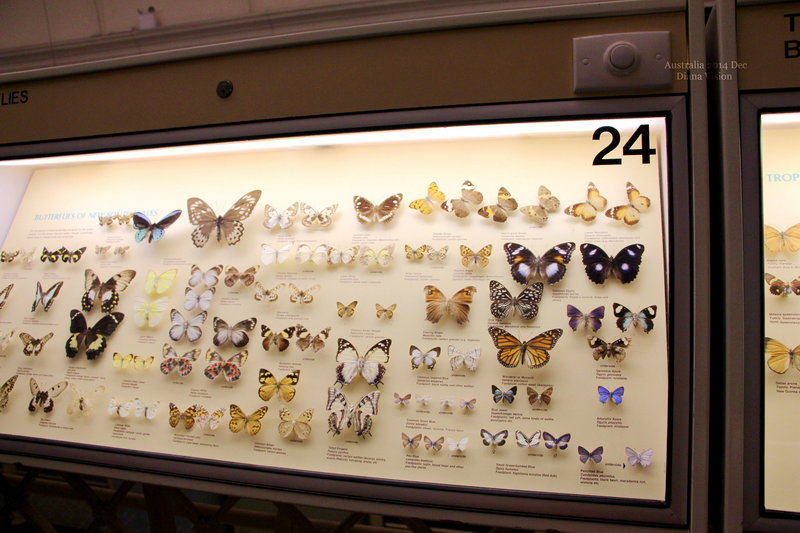 Australian Museum-Brady Fuller