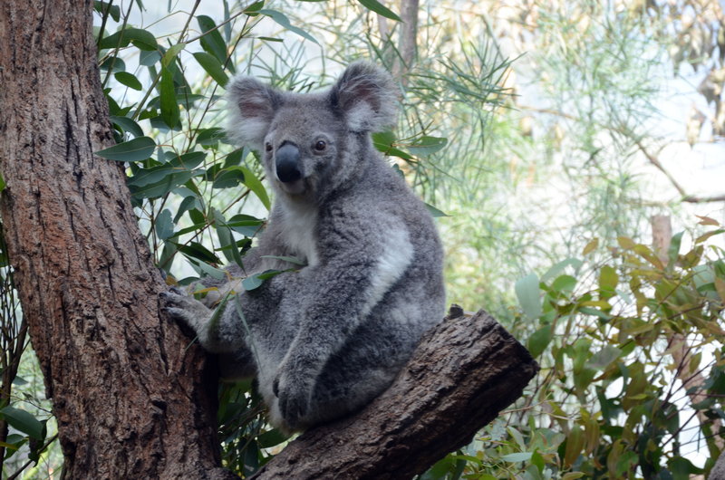 WILD LIFE Sydney Zoo-Sienna Brooks