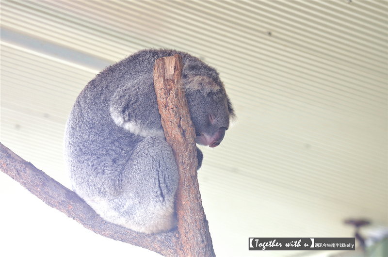 WILD LIFE Sydney Zoo-Faith Coleman
