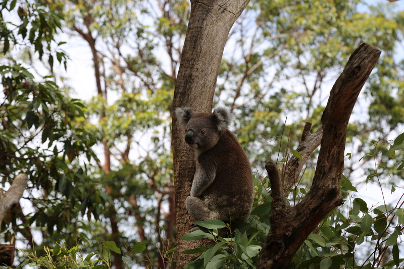 Taronga Zoo-Drake Moonfall