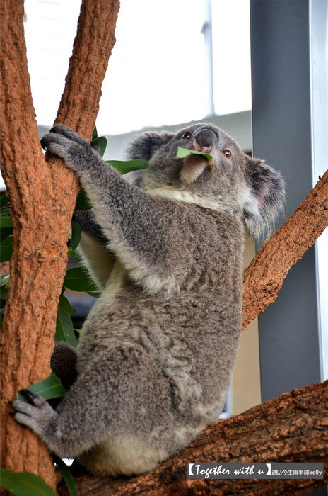 WILD LIFE Sydney Zoo-Faith Coleman