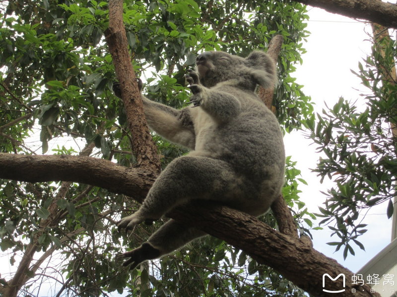 WILD LIFE Sydney Zoo-Aubrey Parker