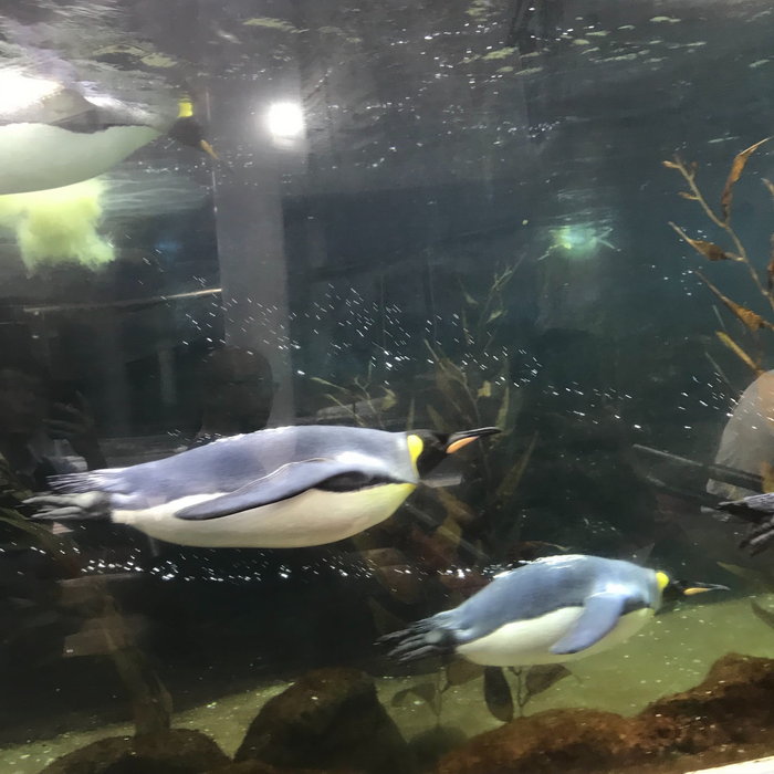 SEA LIFE Sydney Aquarium-Scarlett Rogers