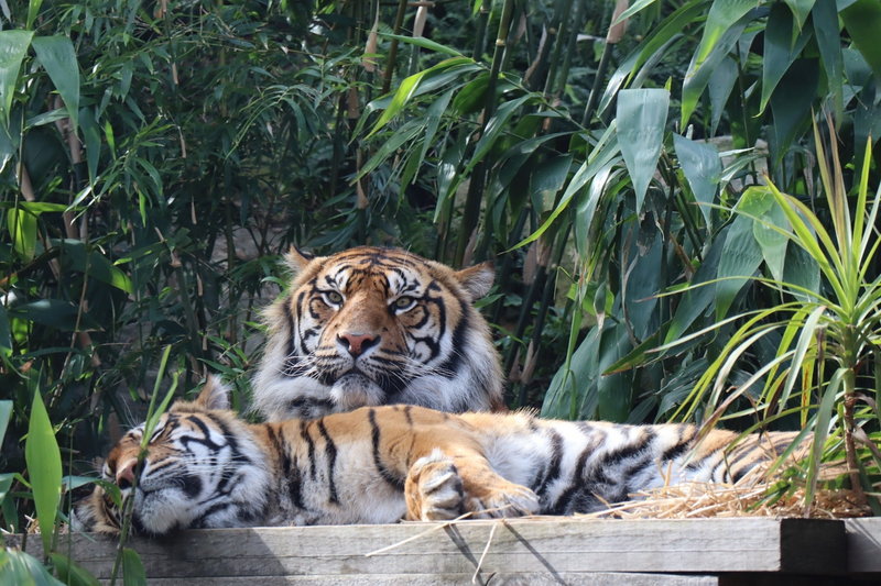 Taronga Zoo-Rain Stormspire