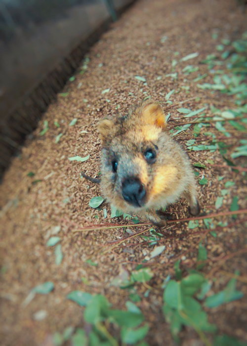 Taronga Zoo-Eden Nighthaven
