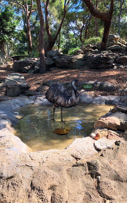 Taronga Zoo-Asher Ravenhaven