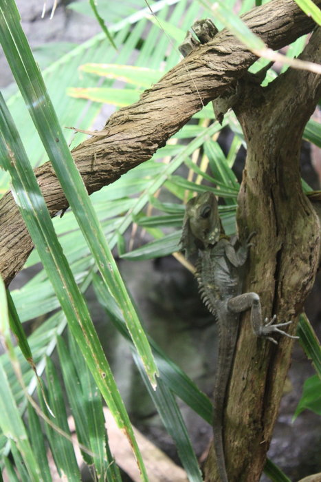 WILD LIFE Sydney Zoo-Lydia Wright