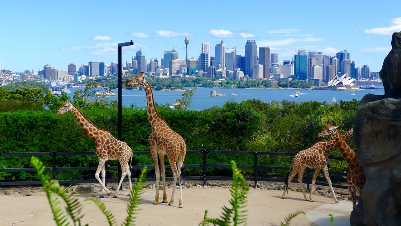 Taronga Zoo-Willow Stormvale