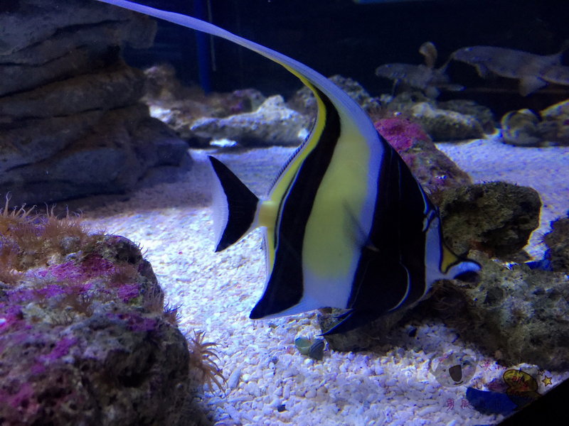 SEA LIFE Sydney Aquarium-Jack Howard