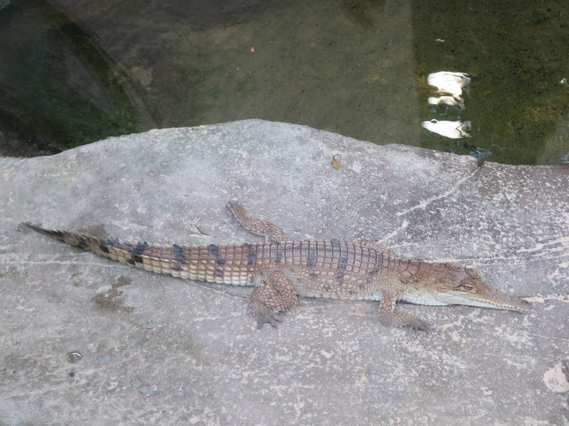 WILD LIFE Sydney Zoo-Natalie Carter